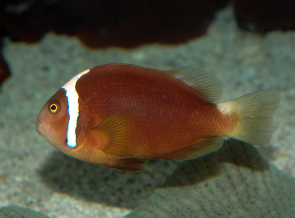 Amphiprion leucokranos